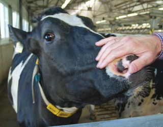 На київській фермі корови слухають класичну музику і мають «фітнес-браслети»
